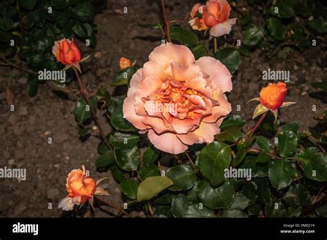 Full Bloom Plants Hi Res Stock Photography And Images Alamy