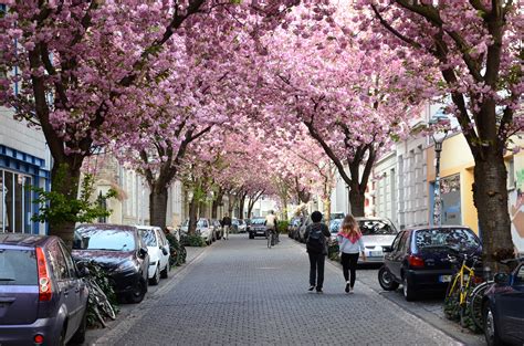 Best Places To View Cherry Blossoms In Germany