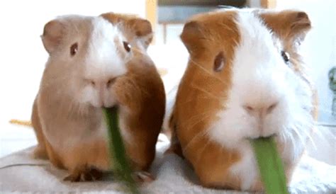 Hamsters Eating S Find And Share On Giphy