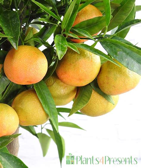 Clementine Trees Send Large Citrus Trees As Unusual Plant Ts