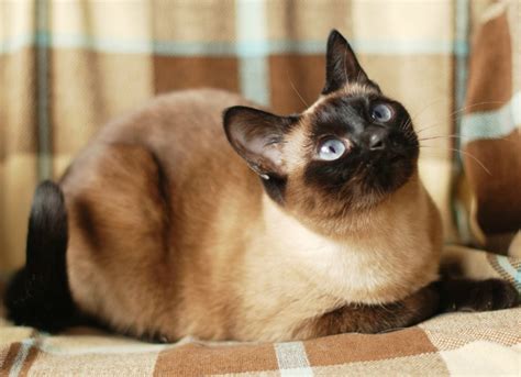 Secondary brain tumors in cats. Mast Cell Tumor (Mastocytoma) in Cats | PetMD