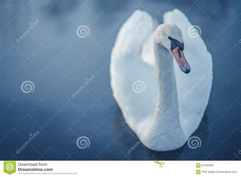 Lonely White Swan Swiming In The Lake Dark Theme Stock Image Image