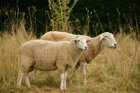 图片素材 草地 毛皮 放牧 牧场 家畜 哺乳动物 二 农业 关 羊毛 动物群 草原 脊椎动物 好奇 动物世界