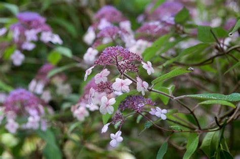 Seven Lacecap Hydrangeas To Grow Lace Cap Hydrangea Lacecap Hydrangea