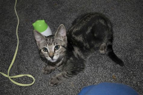 Tape all cords together in a clump so they lie flat and don't dangle. How to get a kitten to stop chewing cords?
