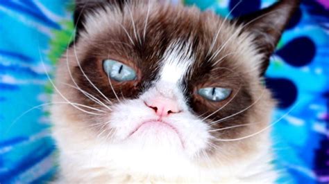 Grumpy Cat Tuesday Meme