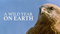 A Wild Year On Earth - TheTVDB.com