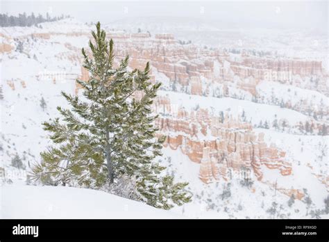 High Altitude Bryce Canyon National Park Paunsaugunt Plateau Utah