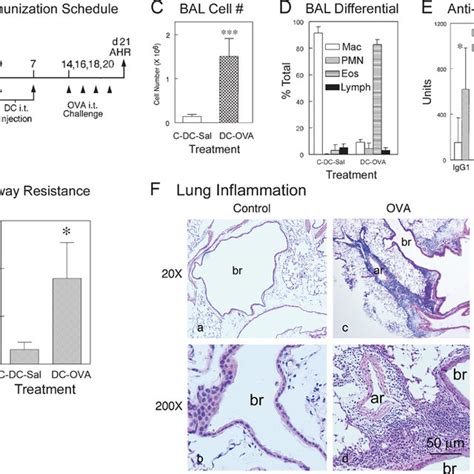 allergic airway inflammation in mice balb c mice were immunized as download scientific diagram