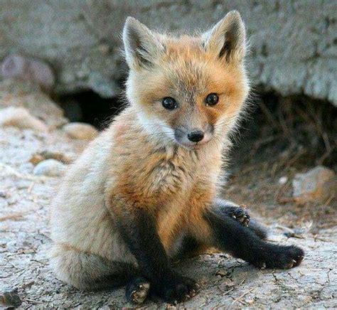 34 Best Foxy Foxes Images On Pinterest Foxes Fox And Red Tail Fox