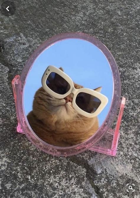 Cat With Glasses Cat Aesthetic Cute Animal Memes Cute Cat Wallpaper