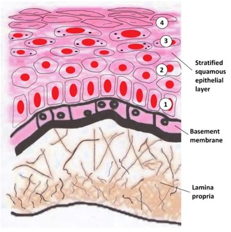 What Is The Difference Between Basal Lamina And Basement Membrane