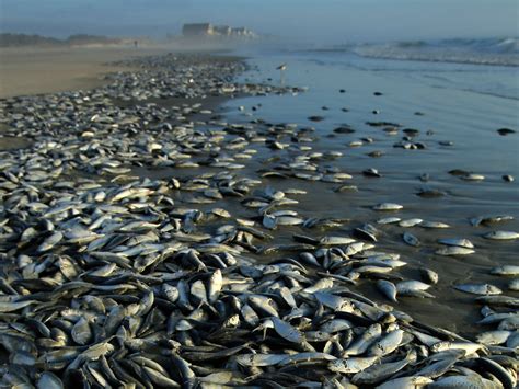 Thousands Of Dead Fish Wash Ashore In Sc Photo 10 Pictures Cbs News