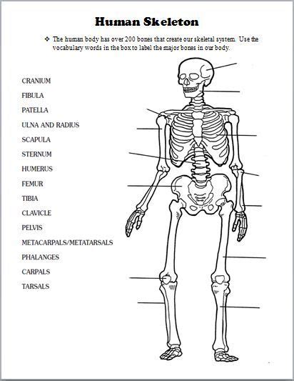 The human body is made up of many interacting systems! Image result for teacher handouts skeleton diagram without ...