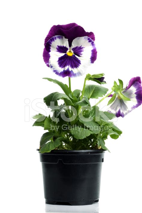 Plastic Pots With Blue Purple Pansy Isolated Over White Stock Photo