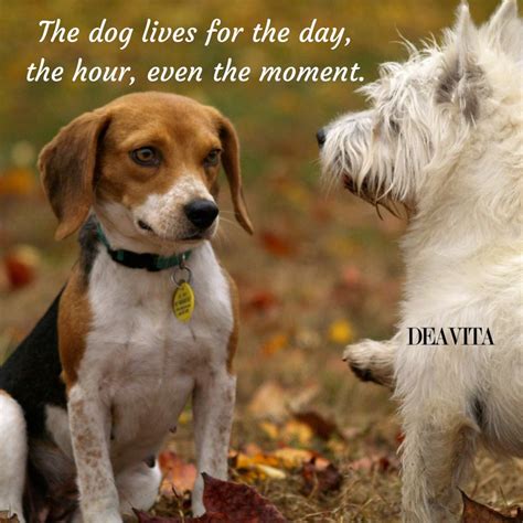 60 Adorable Dog Quotes And Sayings With Lovely Images