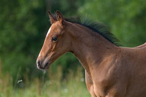 American Quarter Horse Věra Marková