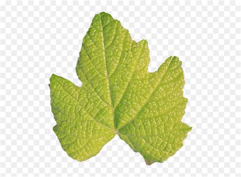 Leaf Without A Stem Leaf Without Stem Hd Png Download 600x600 Png