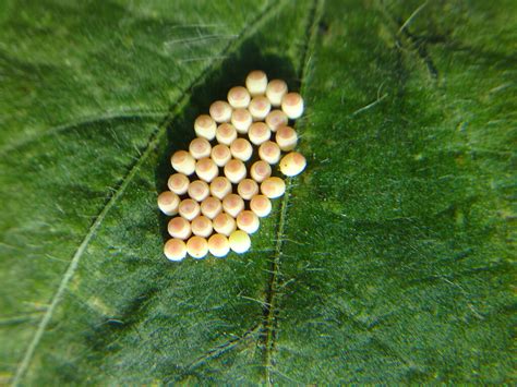 Stink Bug Eggs Photo By Brie Menjolet Agronomy Specialist Flickr