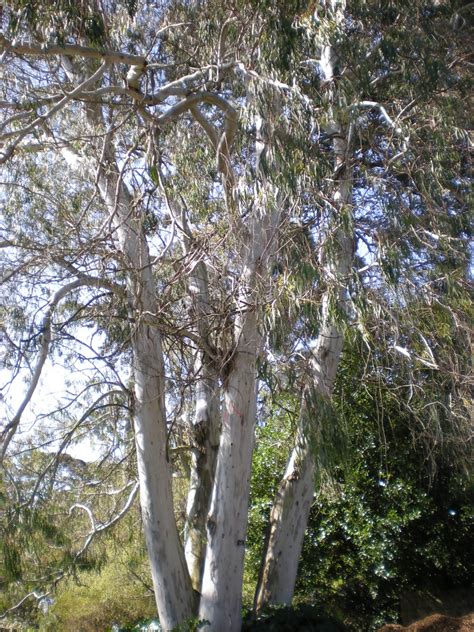 Manna Gum Tree Eucalyptus Viminalis S F Botanic Garden Flickr
