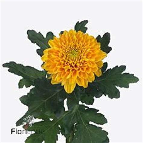 Chrysant Sgl Willem Orange Cm Wholesale Dutch Flowers Florist