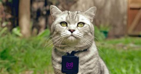 Subscribe to my new gopro cats channel and stay. Whiskas Catstacam: Wearable collar camera enables cats to ...