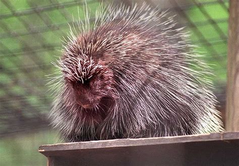 Porcupine New York Season All You Need To Know