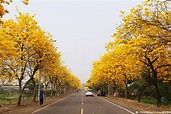 春天的金黃色大道！全台風鈴木正盛開 | 旅遊 | Newtalk新聞