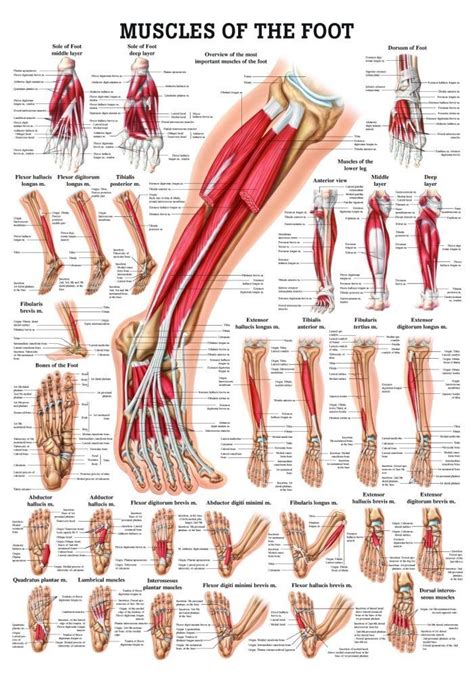 Muscles Of The Foot Laminated Anatomy Chart Massage