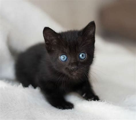 Black Cat With Blue Eyes Breed Wilda Trask