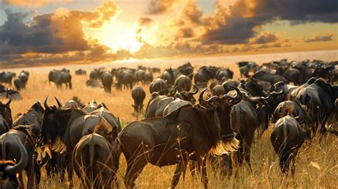 Gorillas And Great Migration Package Aaa Travel Africa
