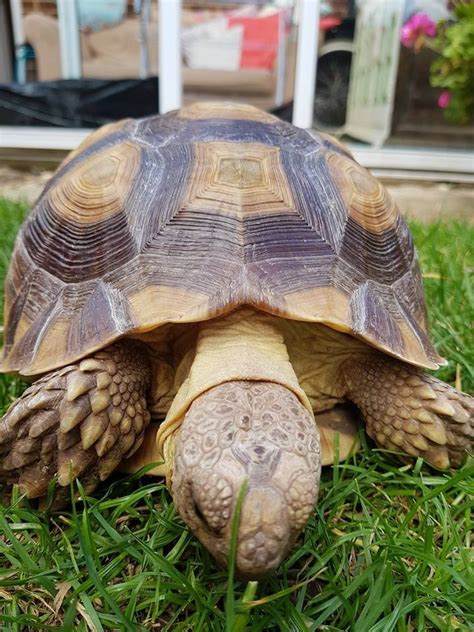 There are 1546 pet tortoise for sale on etsy, and they cost $11.59 on. Tortoise Reptiles For Sale | Houston, TX #233871 | Petzlover