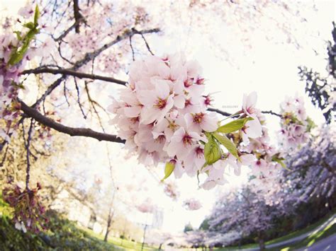 35 Beautiful Photos Of Cherry Blossoms Around The World 500px