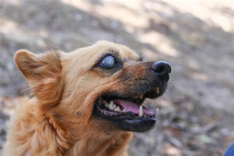 Pupilas Dilatadas En Perros Causas Y Tratamiento