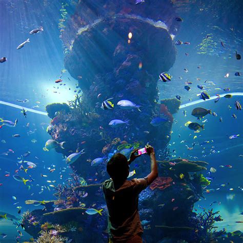 Sea Aquarium At Sentosa Island Visit Singapore Official Site