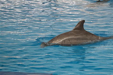 Dolphin Show National Aquarium In Baltimore Md 12129 Photograph By