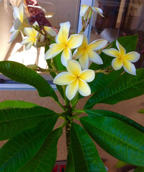 Yellow Plumeria Tropical Flowers Plant Leaves Plants