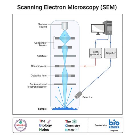 Scanning Electron Microscope Sem Definition Principle Parts