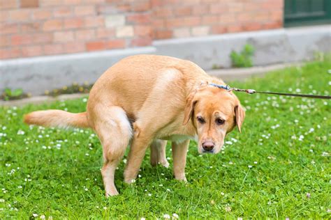Orange Dog Poop Causes Meaning And Treatments With Faqs