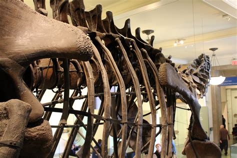 Nyc Amnh Hall Of Saurischian Dinosaurs Apatosaurus Flickr