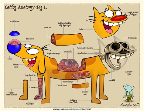 Anatomy Of Catdog 2 Deconstruction Anatomical Personalize Art