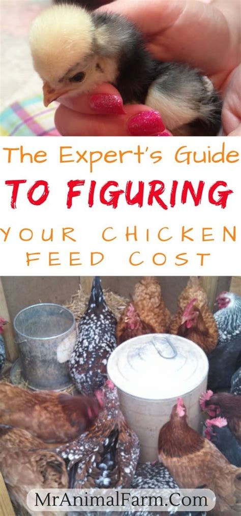 For the entire wrapping and processing, the prices can range anywhere from $0.40 to $0.80 per hanging weight pound. Feeding Chickens - How Much Does it Cost to Feed Chickens ...