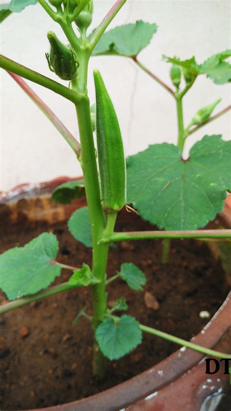 Lady's fingers plants are 6 feet long. Growing lady's finger in containers | Okra | Planting and Harvesting