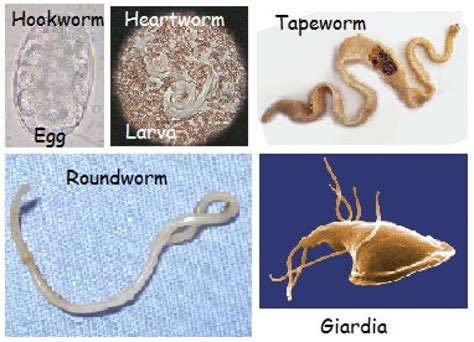Roundworms Vs Tapeworms In Dogs