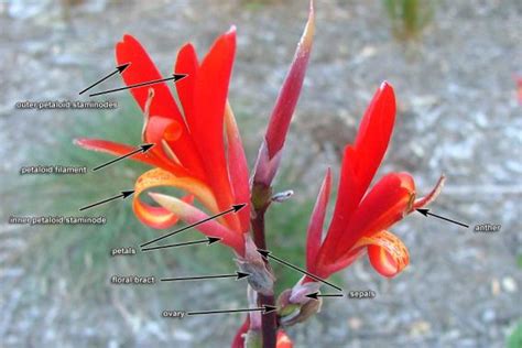 They come in all kinds of shapes and colors so that bees, birds and other pollinators will be attracted to the flower. canna lily | Weed Identification - Brisbane City Council