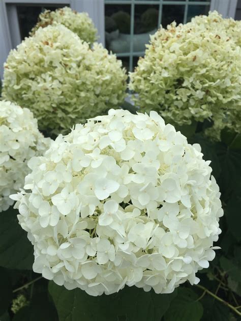 Kennedy gardens towns is a new preconstruction townhouse development by forme development group located at kennedy road in toronto (kennedy/ellesmere). Hydrangeas - Choose, Maintain, Enjoy! — Kennedy's Country ...