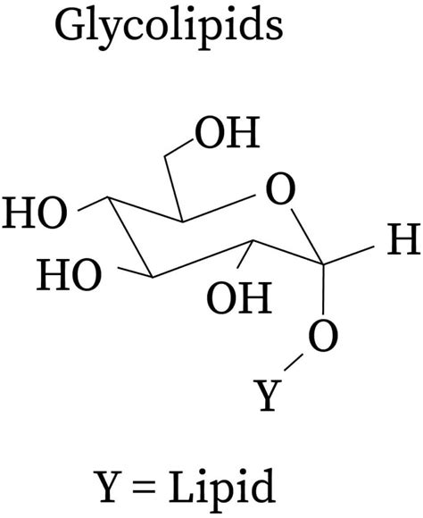 Glycolipid In Organic Chemistry Bartleby