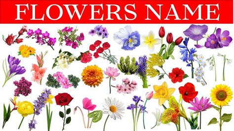 As an english masculine name it was common in the middle ages, and was revived in the 19th century. Flowers Name In Hindi & English With Pictures | Phoolon Ke ...