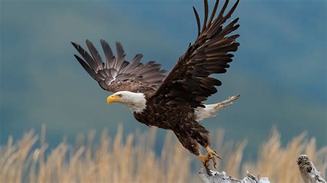 3840x2400 Eagle 4k Hd 4k Wallpapers Images Background