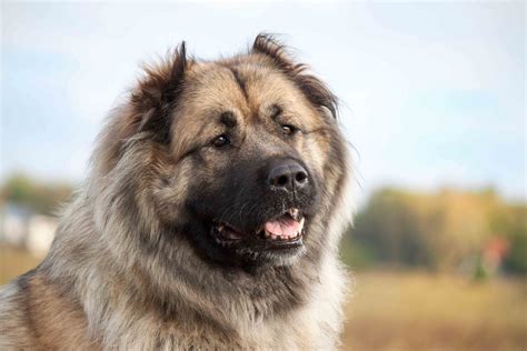 Best Caucasian Shepherd Dog Dog Food Spot And Tango